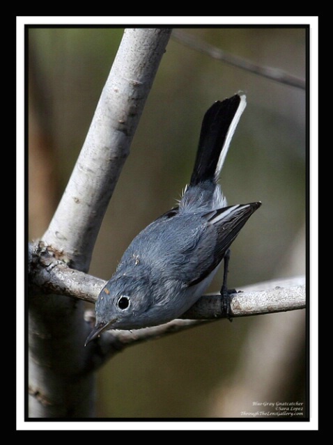 Blue Gray Gnatcatcher