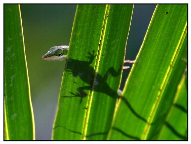 Green Lizard