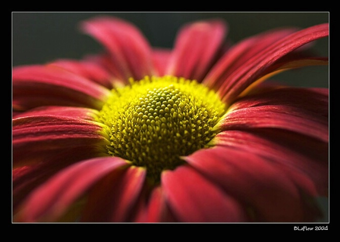 Yellow Centered