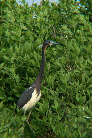 Blue Heron