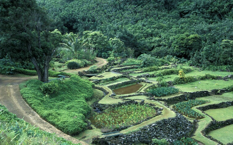 Taro Farming