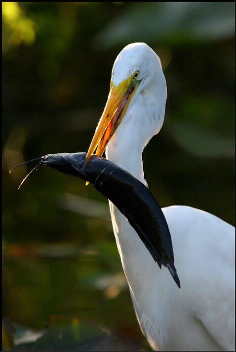 Egret with Meal