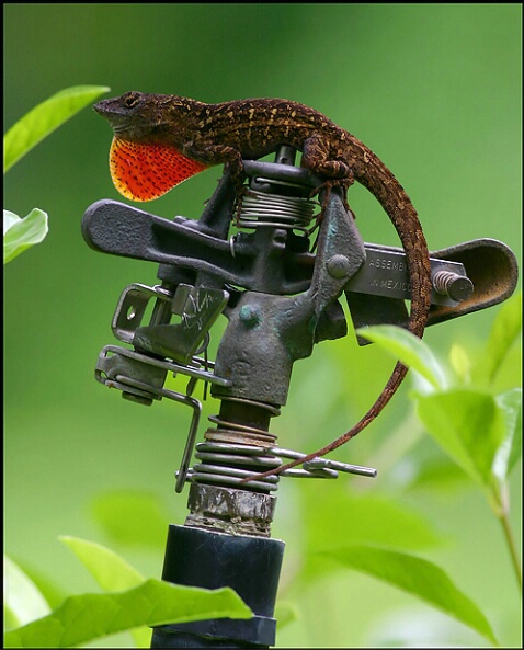 Ride 'em.... lizard!!