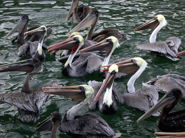 Pelican Dinner Party