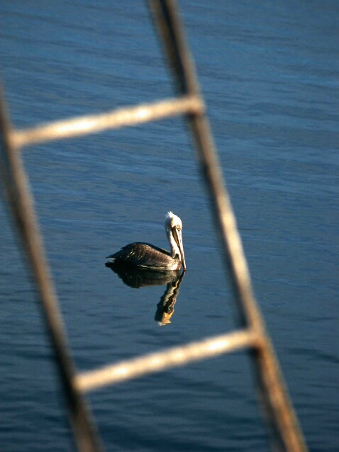 Pelican thru ladder