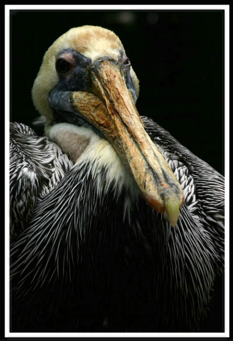 Pelican Profile<br><b>by Dick Fortune</b>