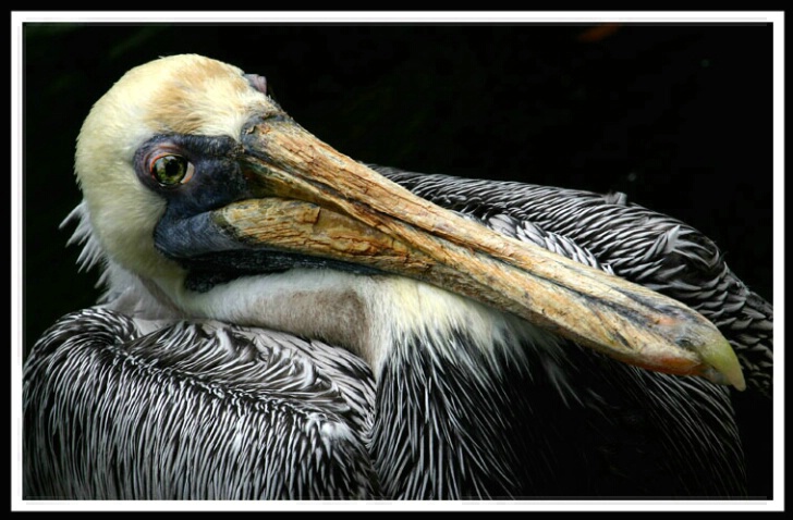 Pelicans <br><b>by Sara Lopez</b>