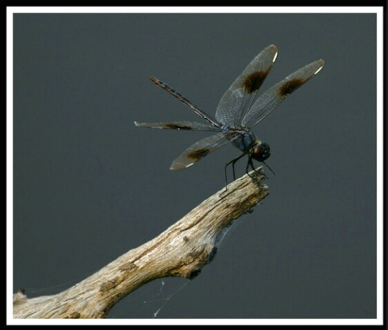 Gray Dragonfly <br><b>by Sara Lopez</b>