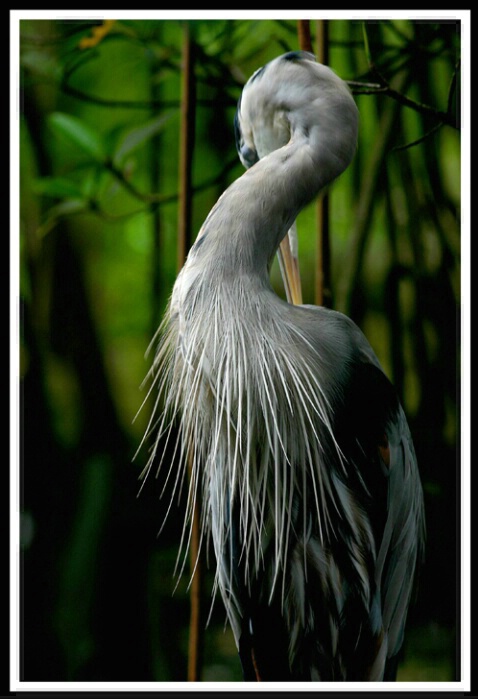 Sultry Heron at twilight