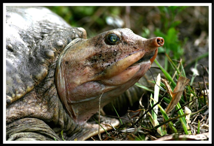 Soft shell turtle<br><b>by Dick Fortune</b> 