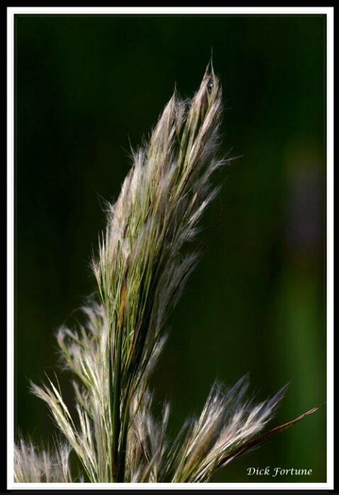 Feather duster (cane grass)<br><b>by Dick Fortune<