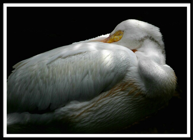 White Pelican Sleeping