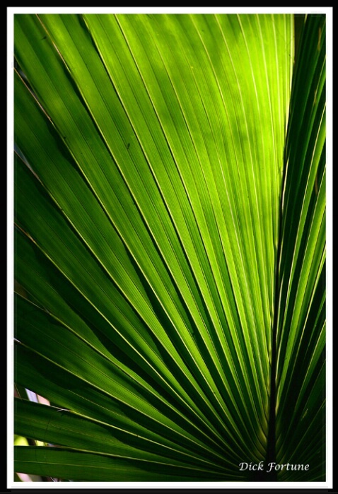Palmate leaf Palm<br><b>by Dick Fortune</b>