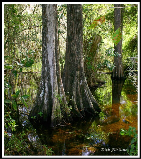 Cypress Trees<br><b>by Dick Fortune</b>