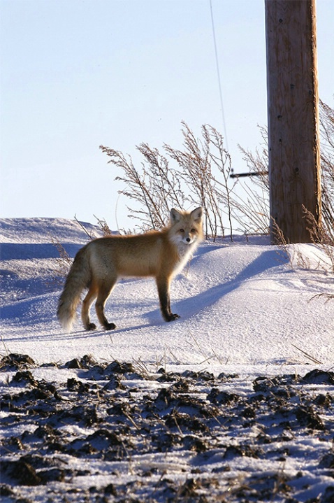 Winter fox