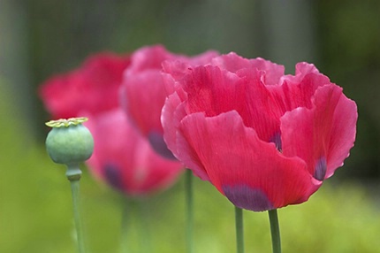 Poppies in a Row