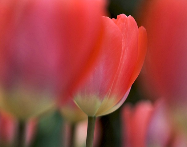 Framed Tulips