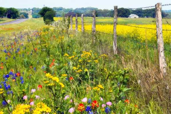 Wildflowers and Fence