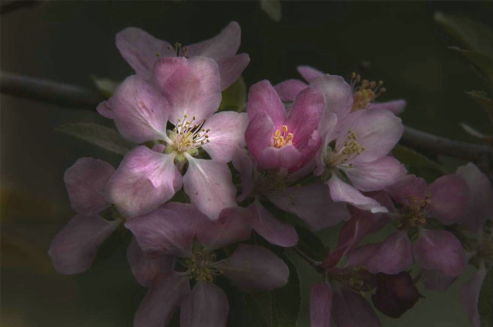 Crabtree