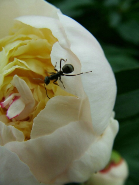Ants love Peonies
