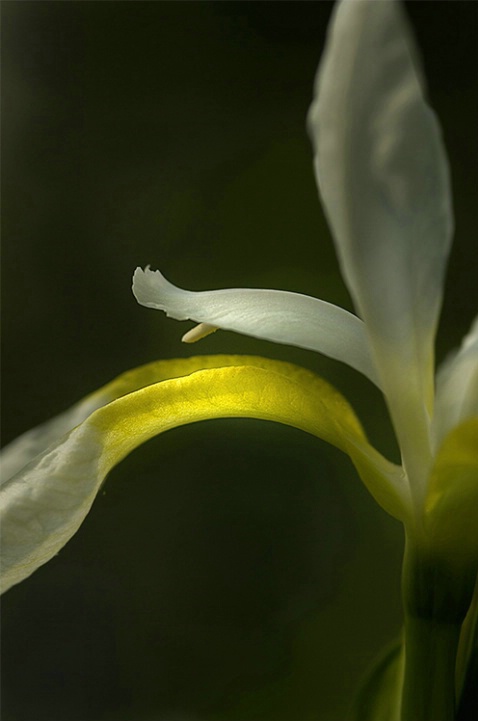 Ray of Light