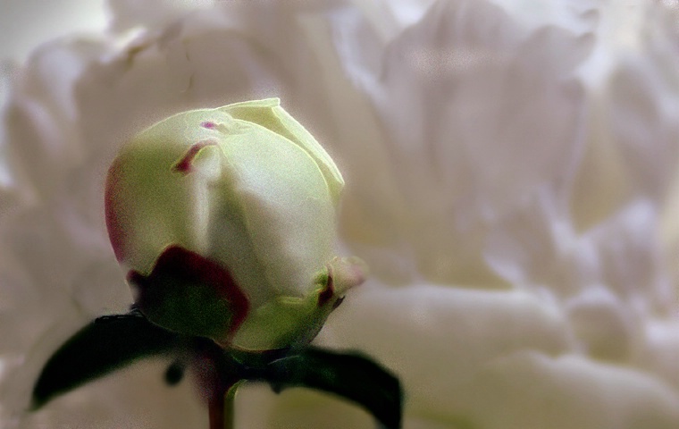 Bud on a Petal Bed