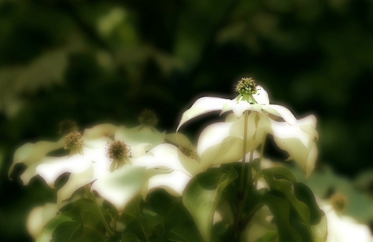 Flowering Tree