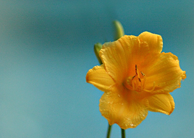 Yellow and Blue