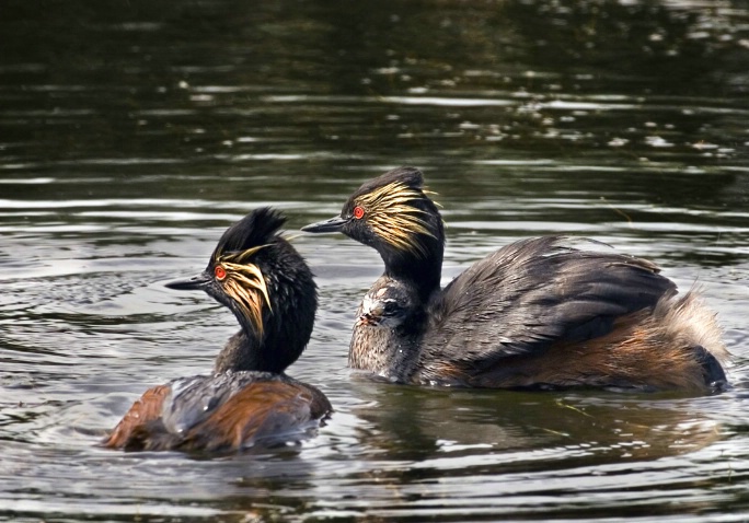 Meet the Grebes