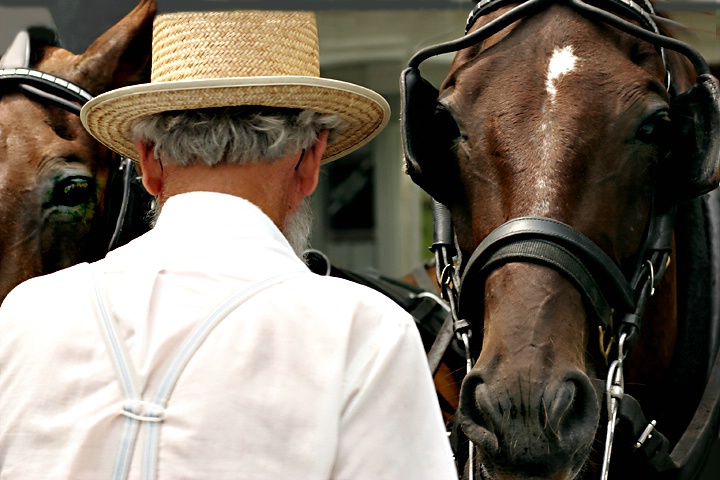 A Man and His Horses