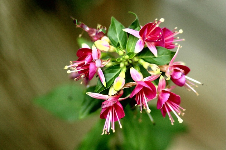 Summer's Bouquet