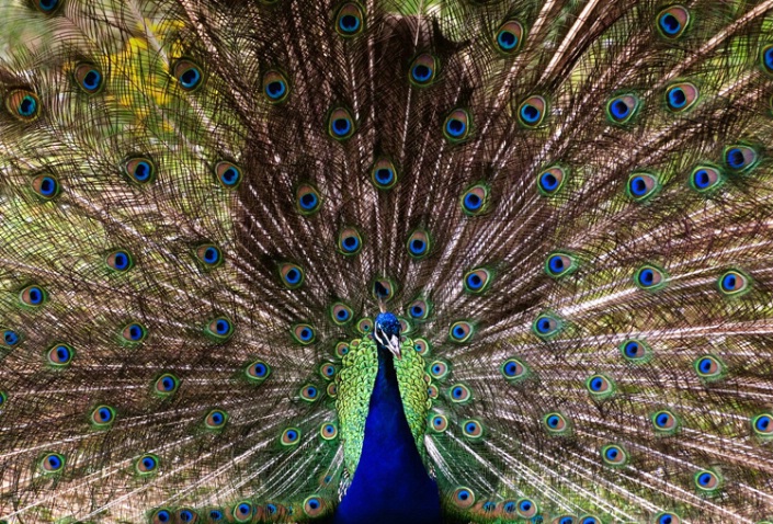 Strut my Stuff