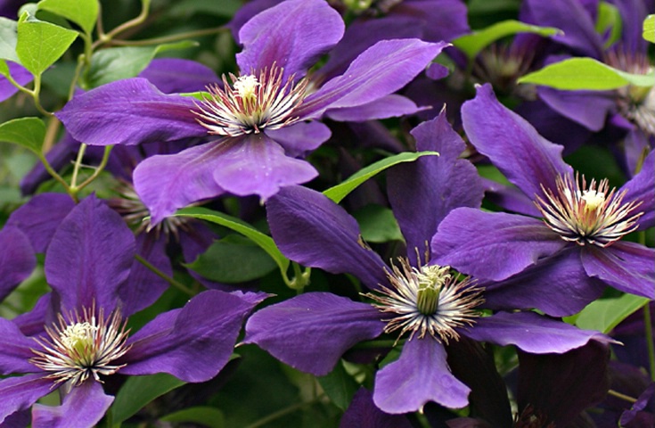 Purple Flowers