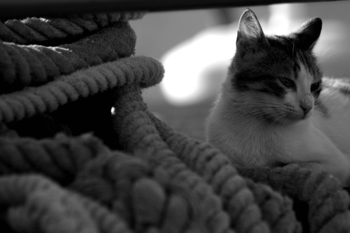 Cat on a boat