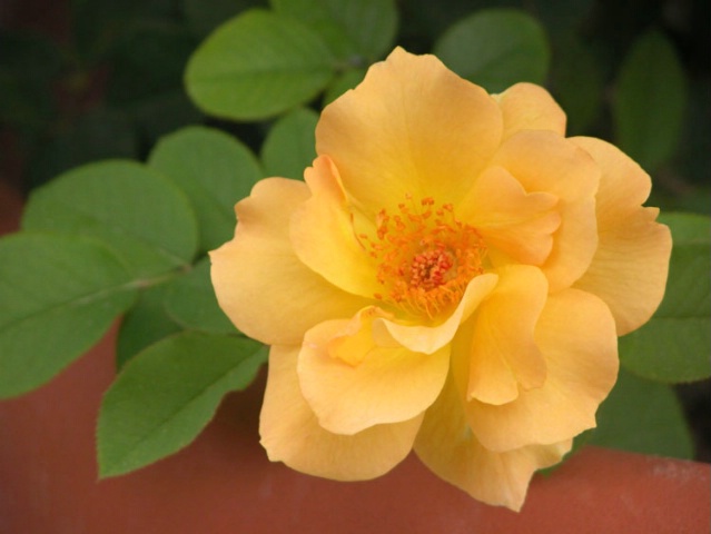  Floribunda Rose: Honey Perfume