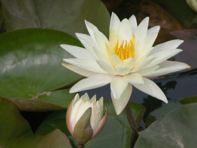Water Lily and bud,    