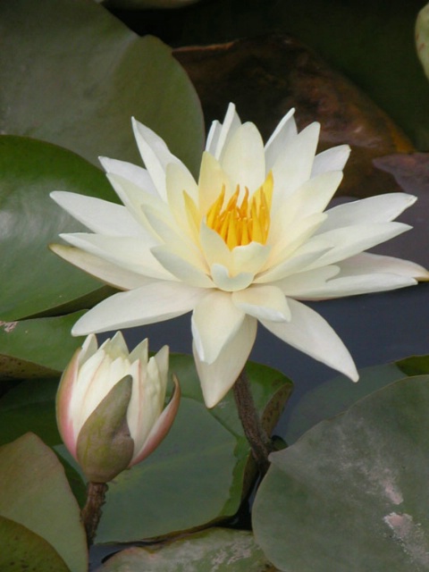 Water Lily and bud    
