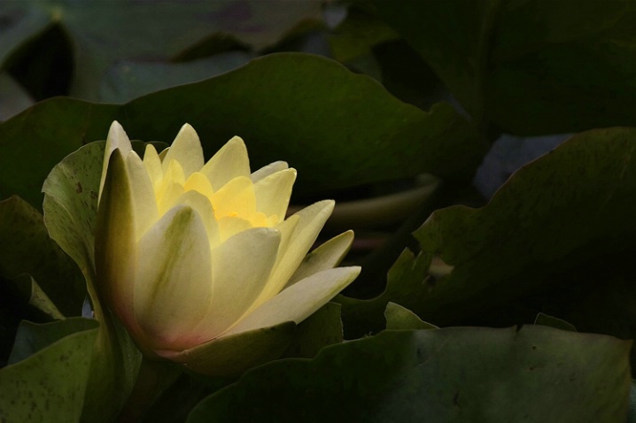 Water Lilly