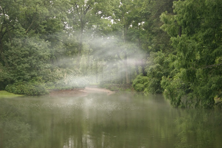 In the Fog