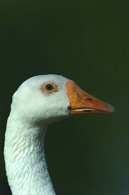 Here's Lookin' at You