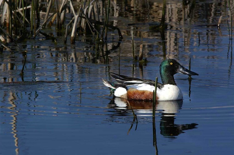 Quack