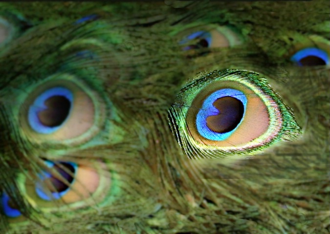 Peacock 