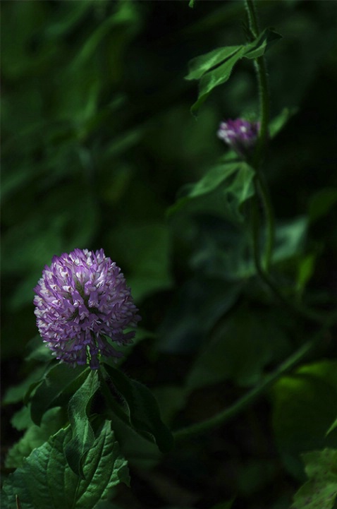 Purple thistle