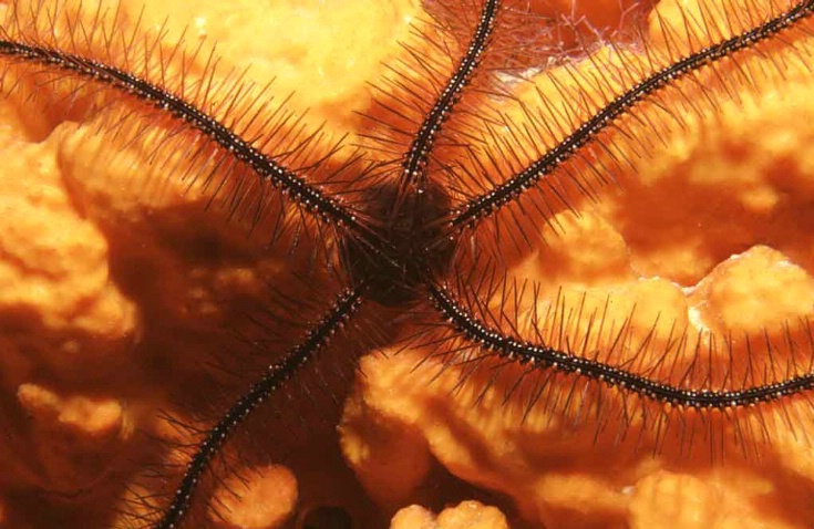 Brittlestar on orange sponge