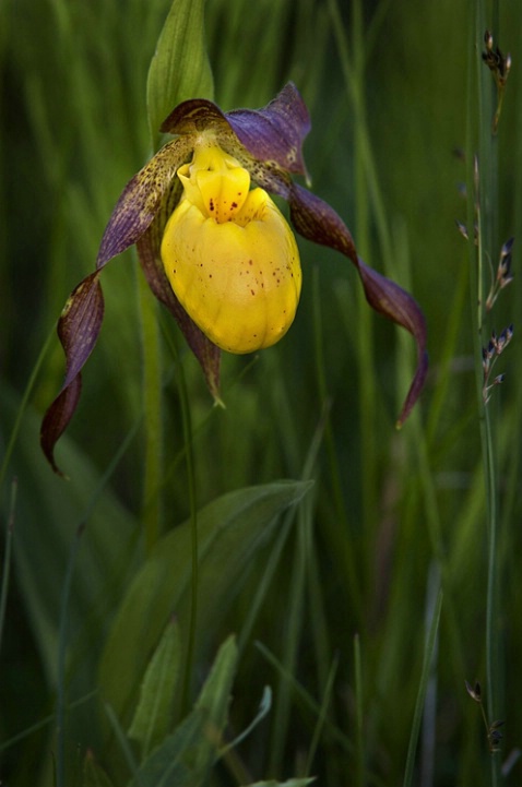 Yellow slipper