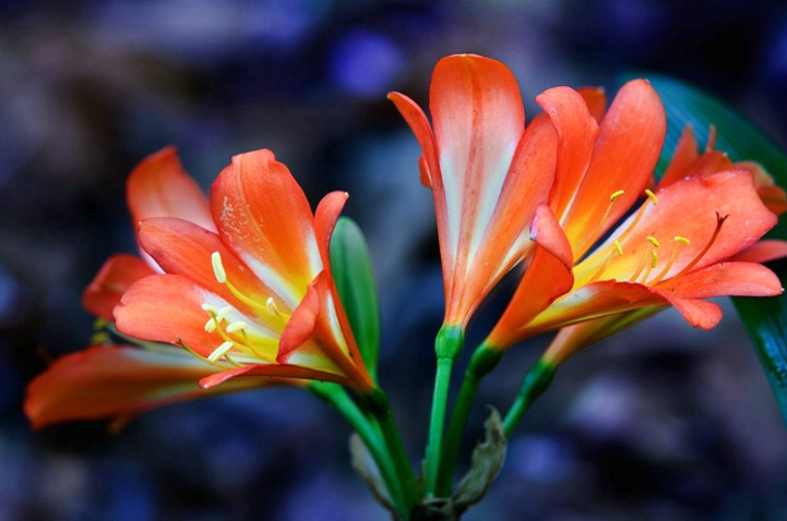 Orange flower