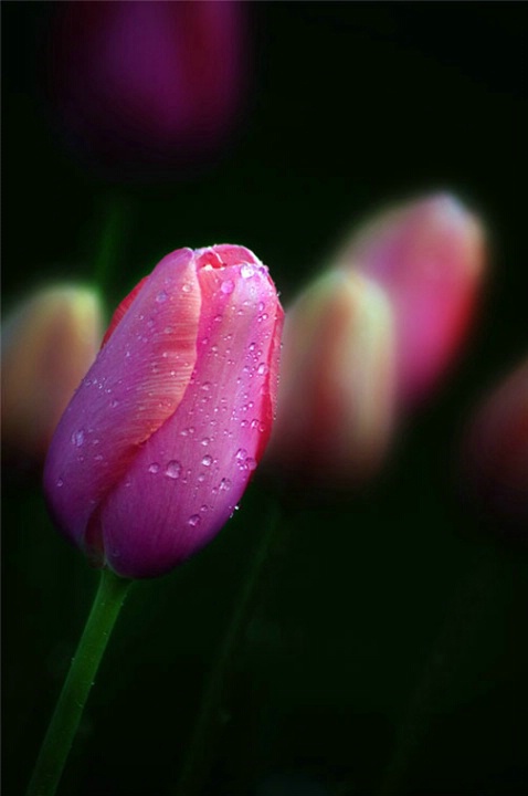 Tulips 