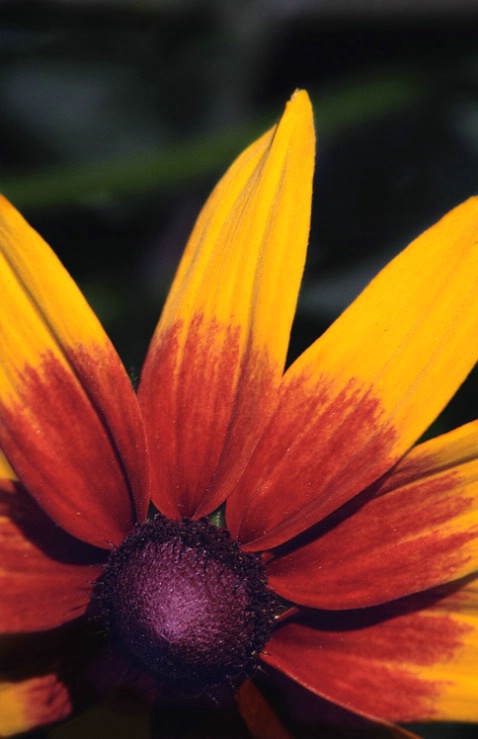 Orange-yellow flower
