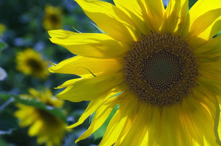 Sunflower