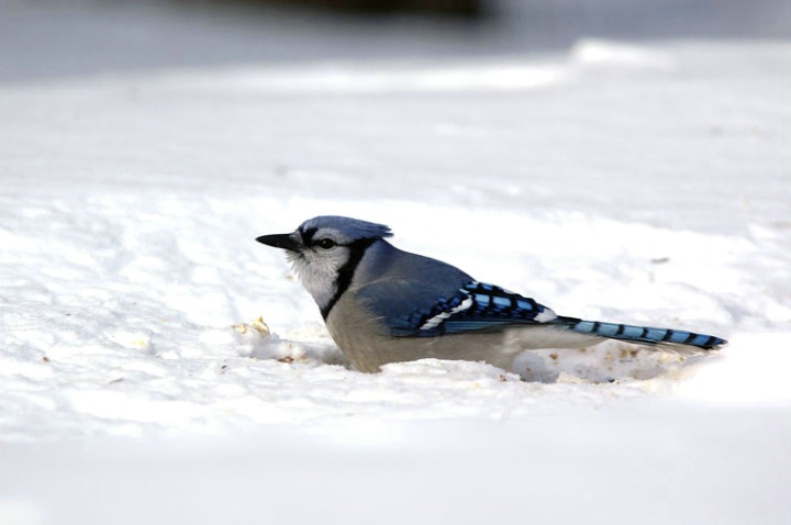 Blue jay in the snow